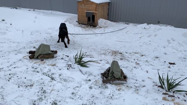 Жизнь на юге. Укрываю растения. Зимнее настроение. По кофейку на свежем воздухе.