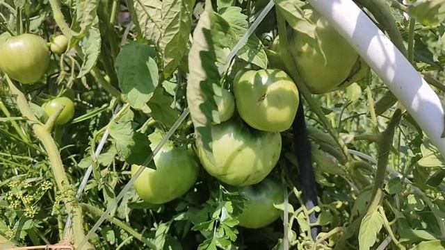 Урожайные крупноплодные сорта томатов. Сорт Толстушка. Обзор сорта смотреть онлайн