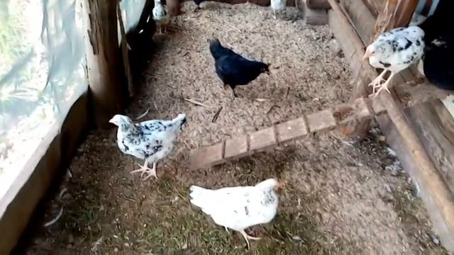 Цыплята: два месяца от роду. Московская черная и Пушкинская породы кур смотреть онлайн