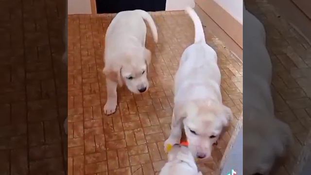 Продаются щенки Лабрадор Ретривер, полный пакет документов, доставка в любой регион. смотреть онлайн