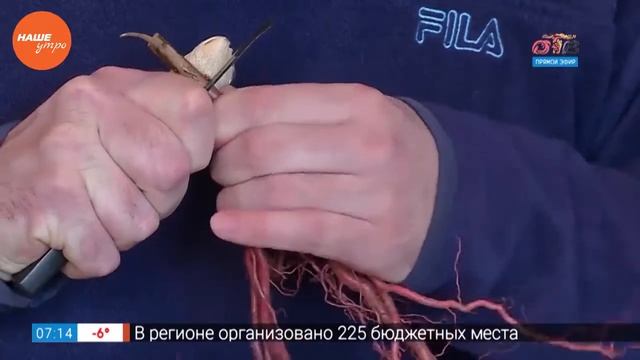 Садовые истории — зимние прививки растений смотреть онлайн