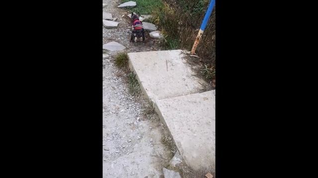 ИНВАЛИДНАЯ КОЛЯСКА ДЛЯ СОБАКИ, DOG WHEELCHAIR 2019 смотреть онлайн