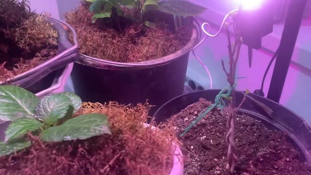 Крупнолистные Гортензии! Зимовка в комнатных условиях смотреть онлайн