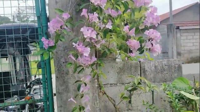 Garlic Vine Purple Flower Plant #garden смотреть онлайн