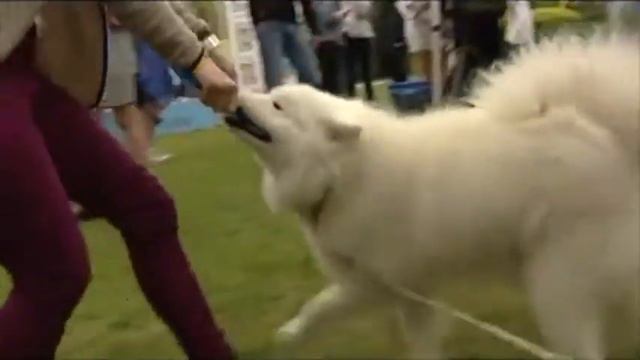 Purina Dog Chow. Быть собакой на 100%! смотреть онлайн