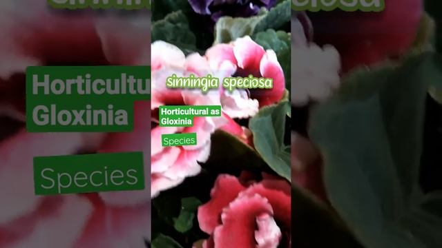 SINNINGIA SPECIOSA GENUS GLOXINIA IN 1817 #SHORTS смотреть онлайн