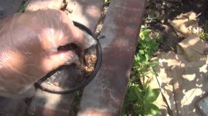 Как избавиться от земляных крыс?Норы в земле. Готовим яд для крыс.  Часть 5.