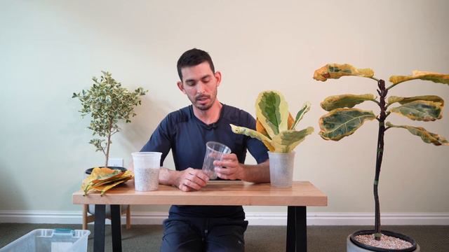 Variegated Fiddle Leaf Ficus Lyrata Prune And Propagate