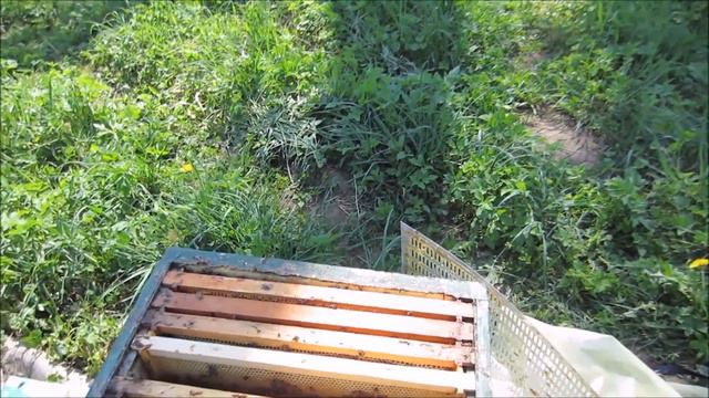 Рой вышел и вернулся. Латвия.Лиепупе. смотреть онлайн