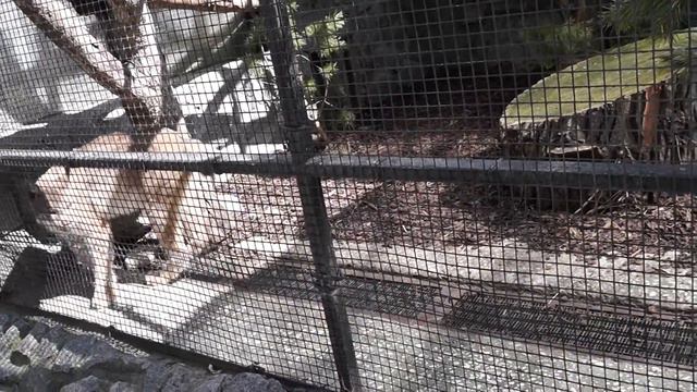 Ленинградский зоопарк. Рысь весьма недовольна.