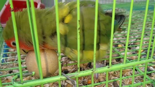 Красивый попугай розовощекий неразлучник смотреть онлайн