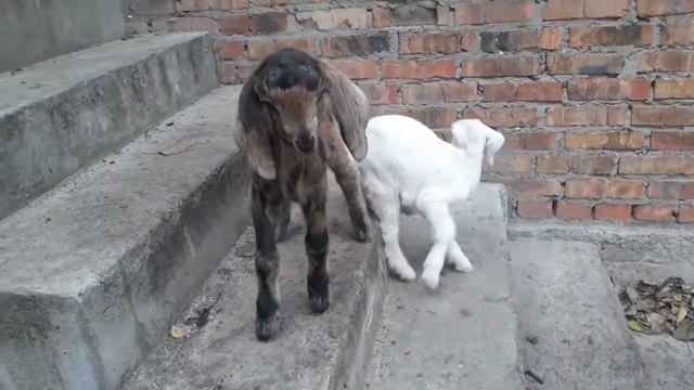 Пополнение в козьем царстве смотреть онлайн