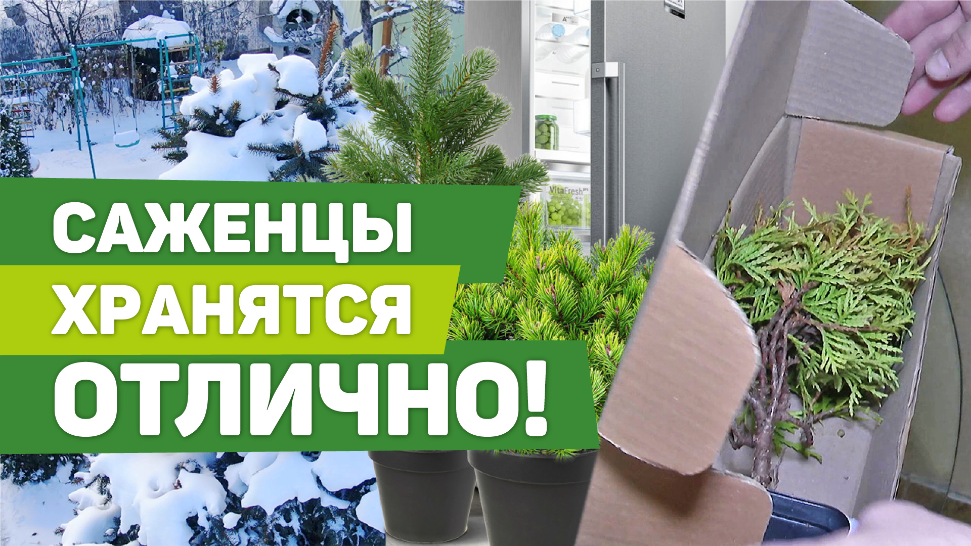 Как сохранить саженцы до весны в домашних условиях. Рекомендации профессионала смотреть онлайн