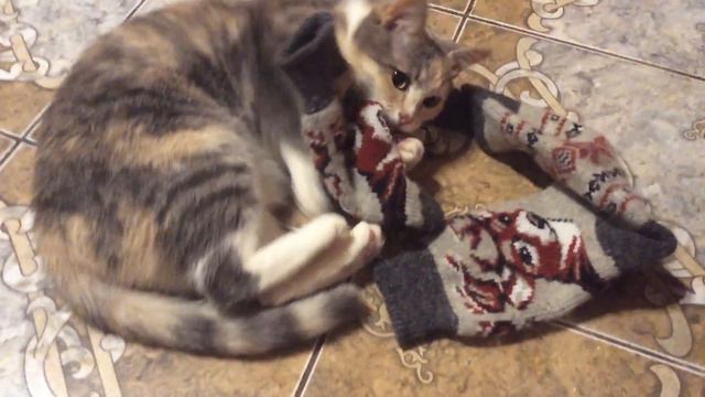 Кошка играет с носками смотреть онлайн