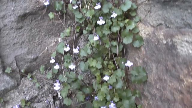 Cymbalaria muralis - Grow and care (Kenilworth ivy) смотреть онлайн