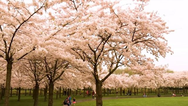 Beautiful Relaxing Music - Stop Overthinking, Stress Relief Music, Sleep Music, Calming Music #8 смотреть онлайн