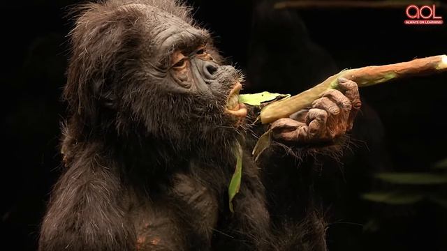 Where Did Humans Come From? | Origin of Humans | Always On Learning смотреть онлайн