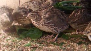 содержание перепелов на подстилке плюсы и минусы