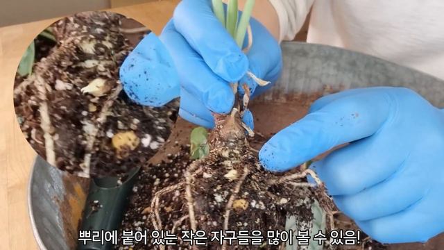 알로카시아 잎마름의 원인을 모를 때 대처방법 - 알로카시아 식물 키우기 분갈이 흙배합 - HomeGardening смотреть онлайн