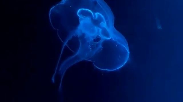 Упражнение для СКОРПИОНА