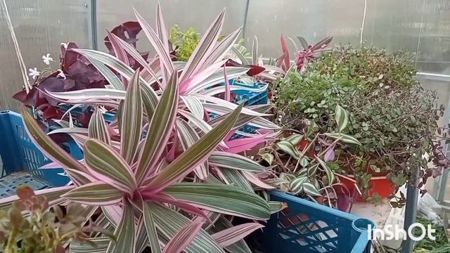 Жизнь на юге/Колеусы переехали в теплицу/Опять обрезка/ смотреть онлайн