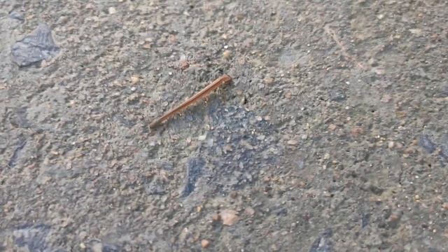 Leech On Our Village Path l How To React Smelling of Blood l Part 2 смотреть онлайн