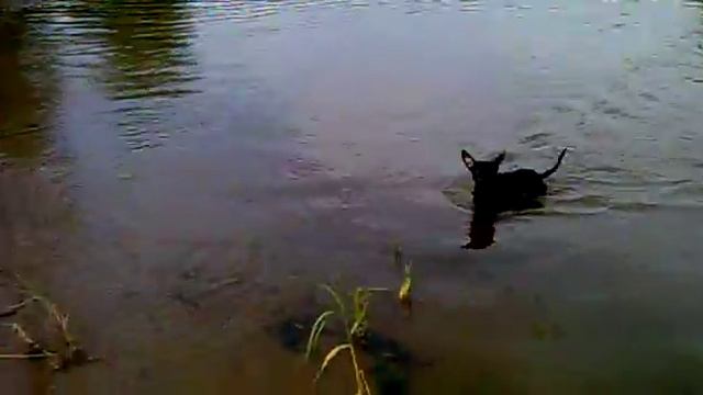 Той терьер Тоша плавает на Волге)) смотреть онлайн