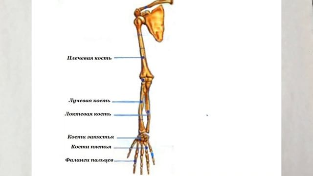 Костная система1 смотреть онлайн
