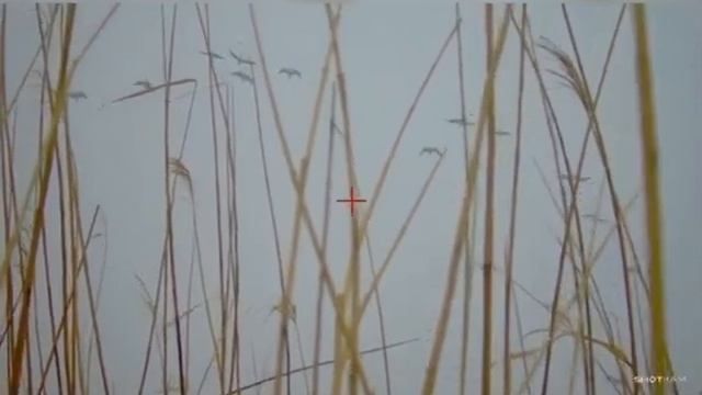 ОХОТА НА ГУСЯ! СУПЕР НАЛЕТ! ShotKAM видео! #охота #hunting #goose #гусь смотреть онлайн