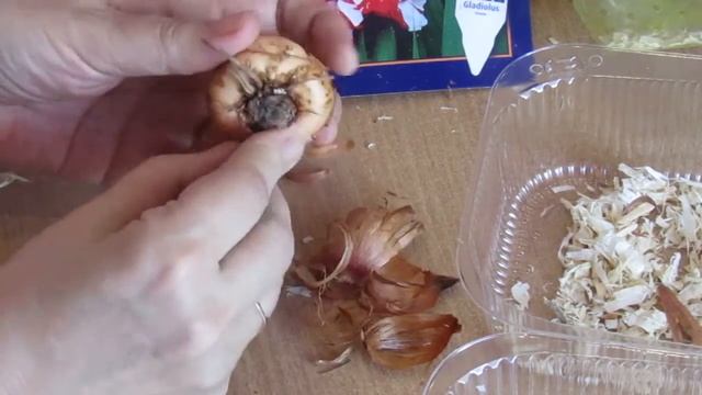 Гладиолусы в марте. Калла, 10 дней после посадки.... смотреть онлайн