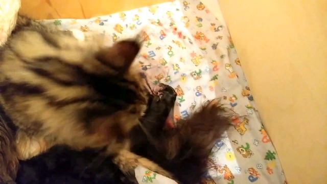 Кошка МЕЙН КУН рожает Кошка родила 6 котят КОШКА НЕ МОЖЕТ РОДИТЬ САМА смотреть онлайн