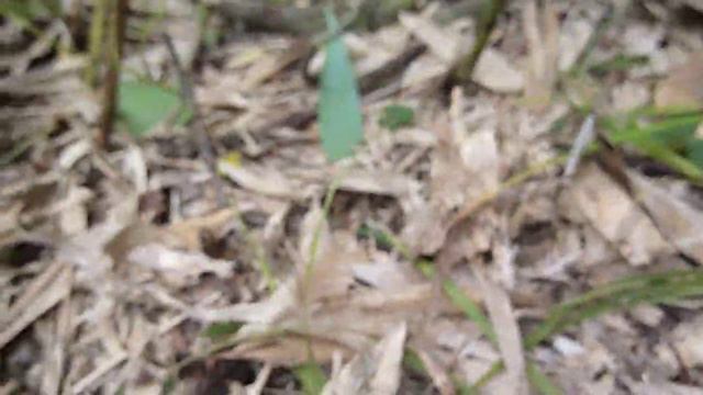 Старый японский тригопункт 2020г. смотреть онлайн