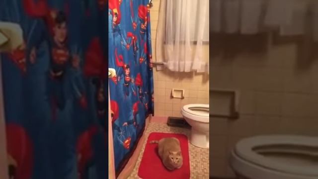 Get down dog shower version смотреть онлайн