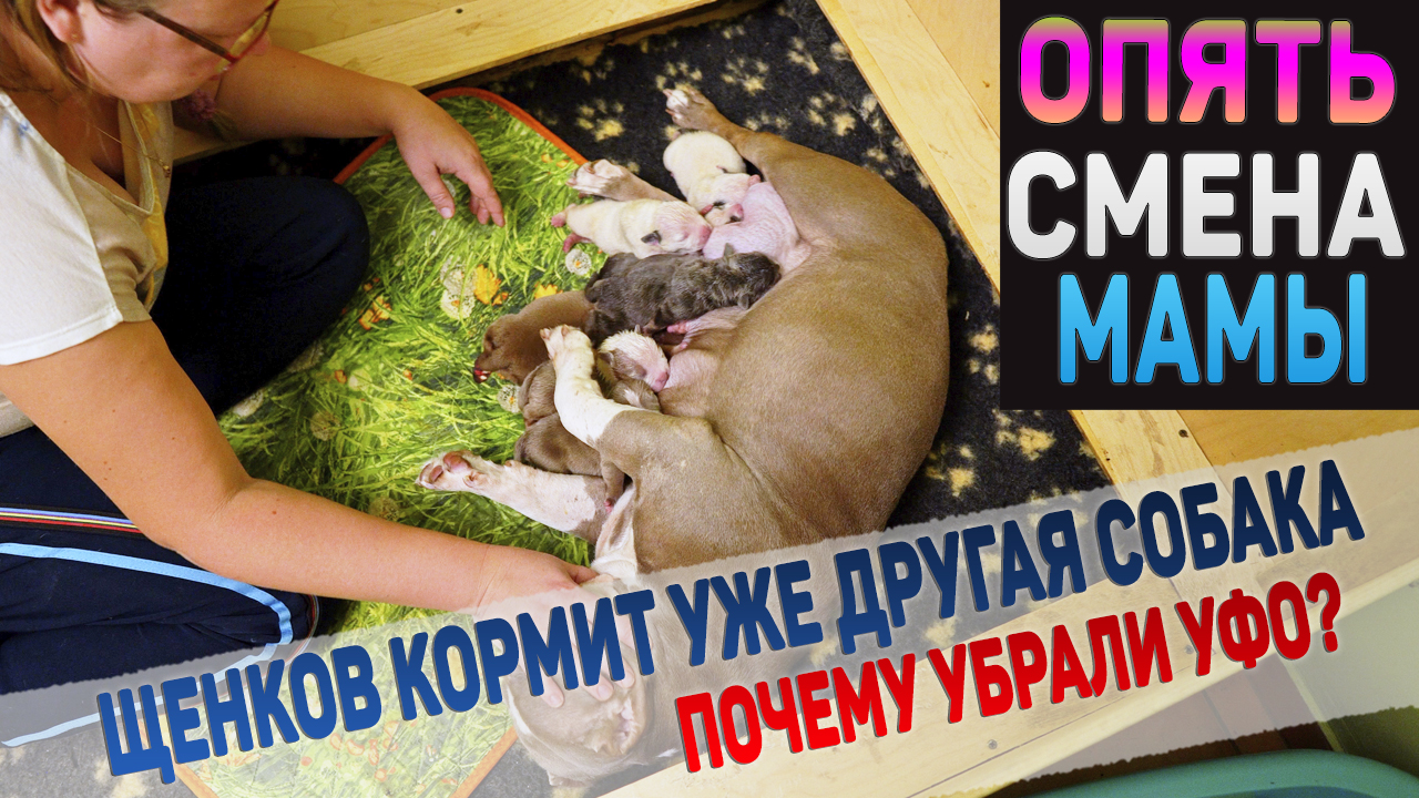 Мамы меняются, щенки растут! смотреть онлайн