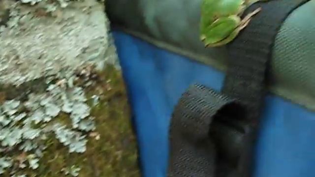 Обыкновенная квакша, или древесница (лат. Hyla arborea)2 смотреть онлайн