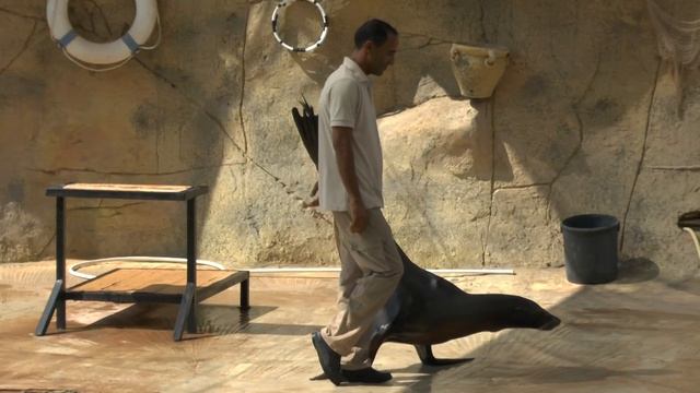 Тунис зоопарк "Фригия" шоу морские львы 28.08.16г. Friguia Park смотреть онлайн