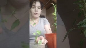 Результаты эксперимента с черенкованием комнатного перца