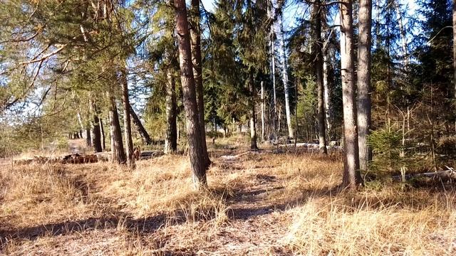 Утром в лесу. ч.5. Ноябрь 2023 смотреть онлайн