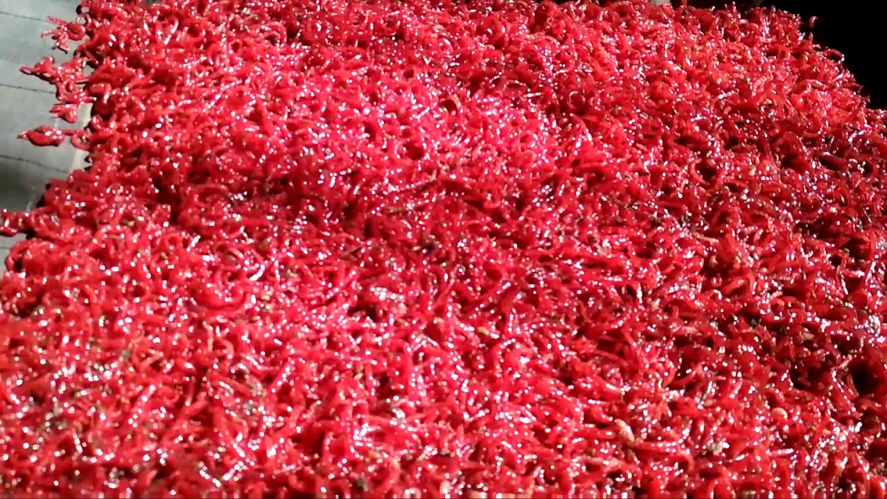 Корм для рыб. Мороженный мотыль. Советы по приготовлению корма своими руками смотреть онлайн