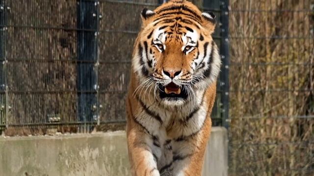 Учим Животных на английском Диназавр Зебра Жирафа Лев Осель Развивающие Мультики для Детей смотреть онлайн