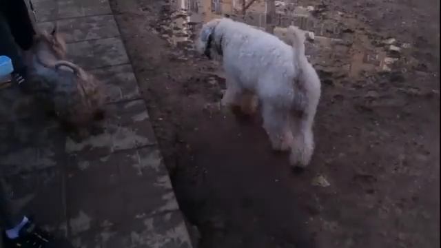 Пёс Тотоша. Знакомство с пшеничным и шелковистым терьерами Фиджи и Веней смотреть онлайн