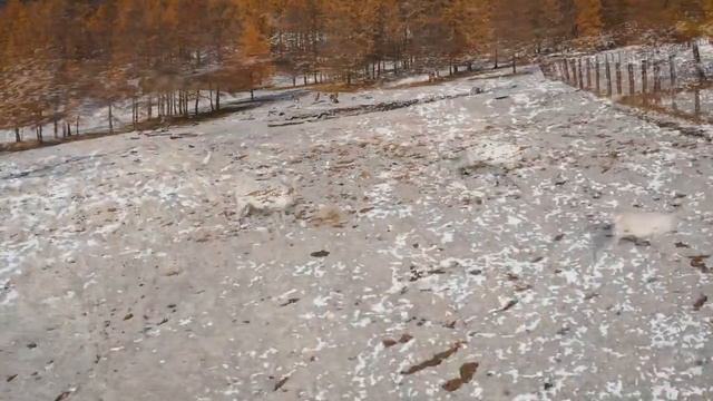 О благородном олене смотреть онлайн