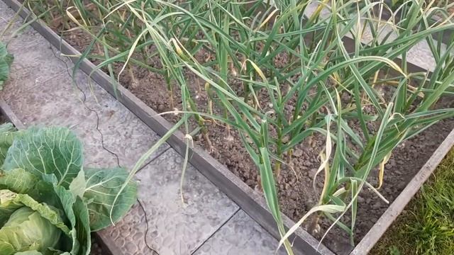 Что надо сделать с чесноком - перед уборкой. смотреть онлайн