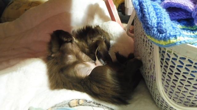 Лёвчик рядом с корзинкой желает всем СПОКОЙНОЙ ночи и ДОБРЫХ снов 20/04/2022