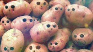 ПЕСНЯ ПРО КОШКУ КАРТОШКУ Rasa ПЧЕЛОВОД ПАРОДИЯ из тик тока