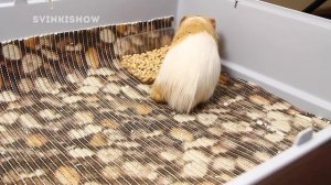 Приучаем Морскую Свинку к Туалету / SvinkiShow