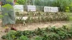 огород по Миттлайдеру на практике