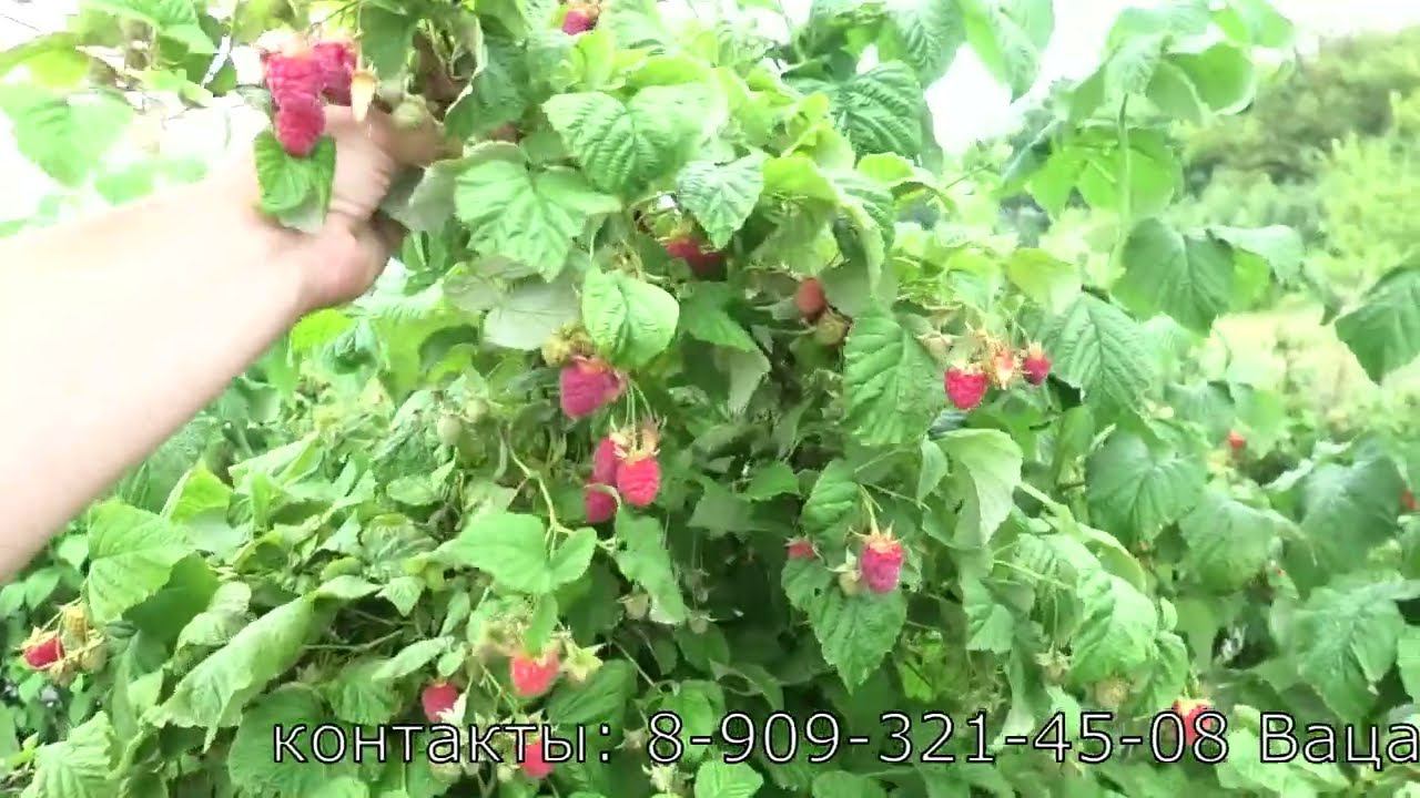 НОВОСТЬ КУЗЬМИНА ранний сорт летней малины слон и гигант по урожайности и росту