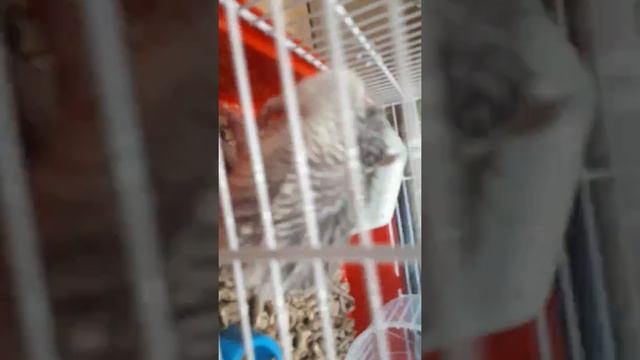 Крыс после купалки! Крыса Дамбо.Часть 2 смотреть онлайн