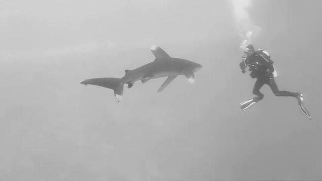 Акула и дайверы. Красное море смотреть онлайн